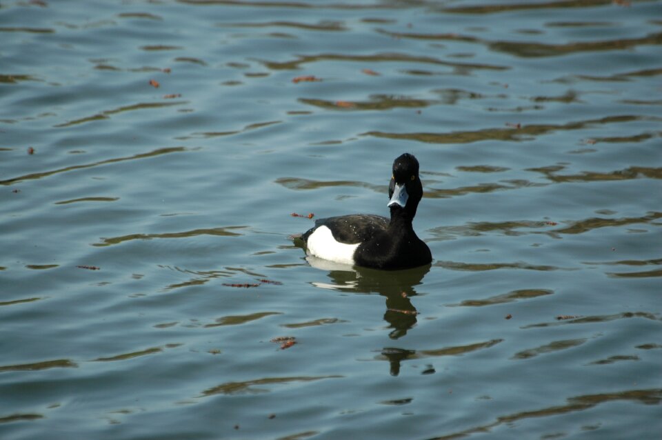 Drake water bird bird