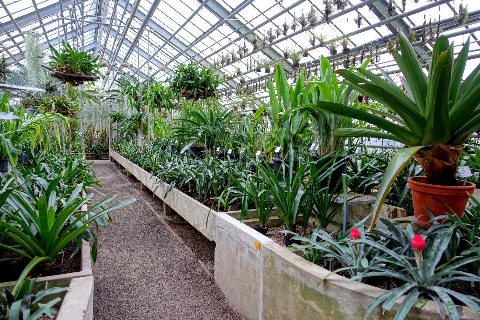 Greenhouse scene - Botanischer Garten - Heidelberg, Germany - DSC01205
