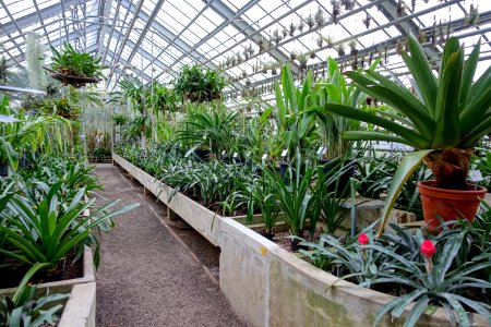 Greenhouse scene - Botanischer Garten - Heidelberg, Germany - DSC01205