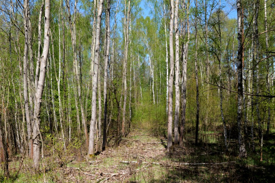 Großer und Kleiner Möggelinsee 2021-05-09 18