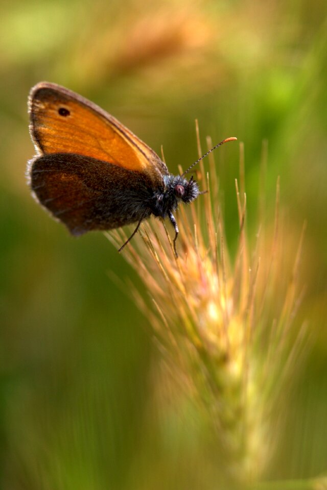 Insecta wings nature