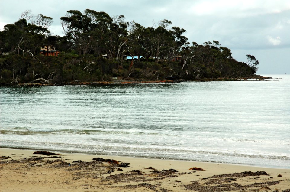 Greens-Beach-trees-on-beach-20070419-021