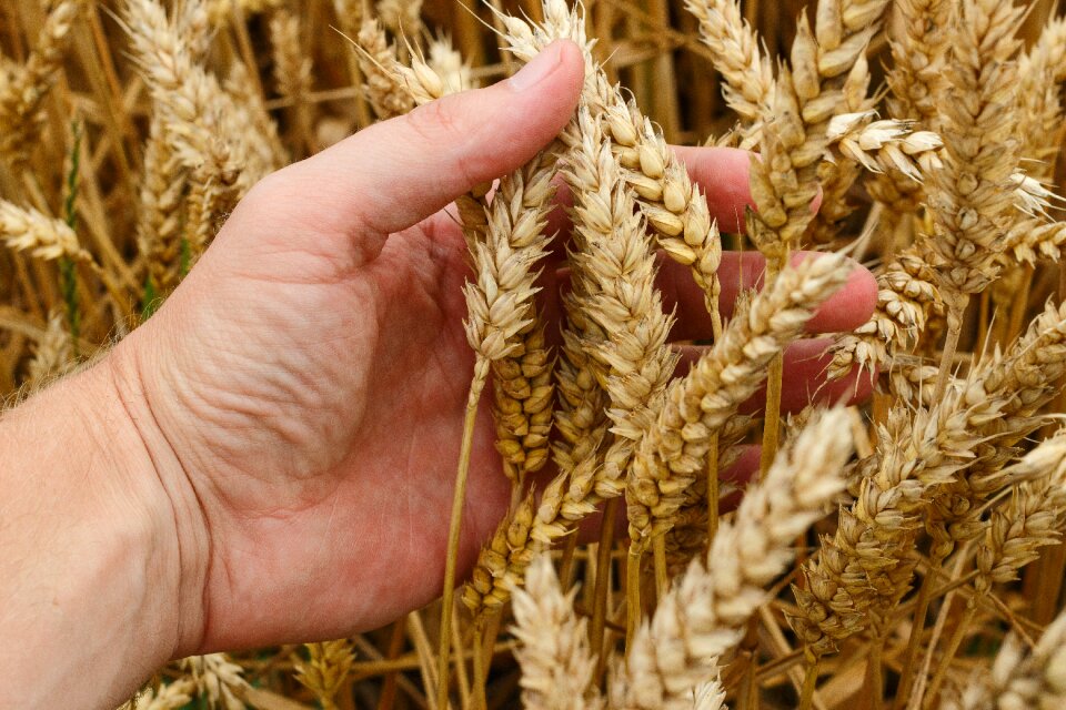 Bread harvest agriculture