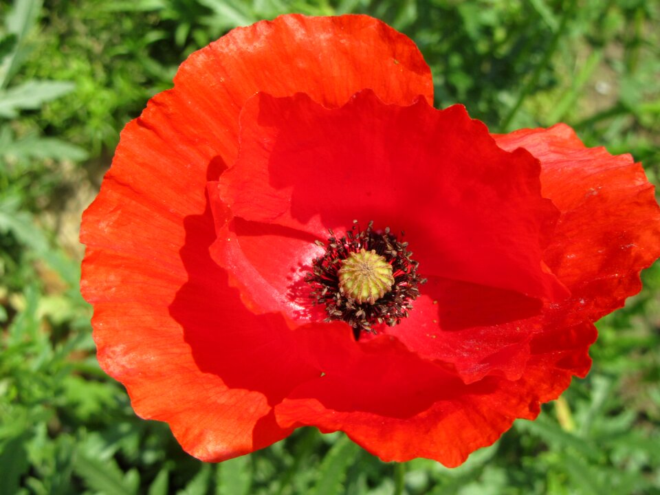 Poppy red flower