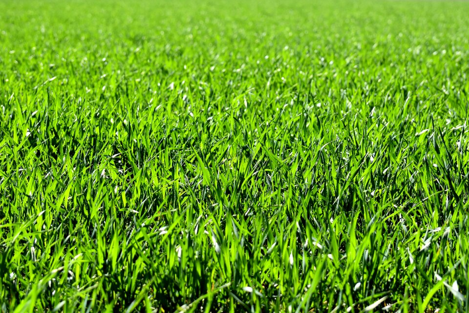 Nature grass landscape