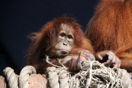Orangutan redhead sorrow