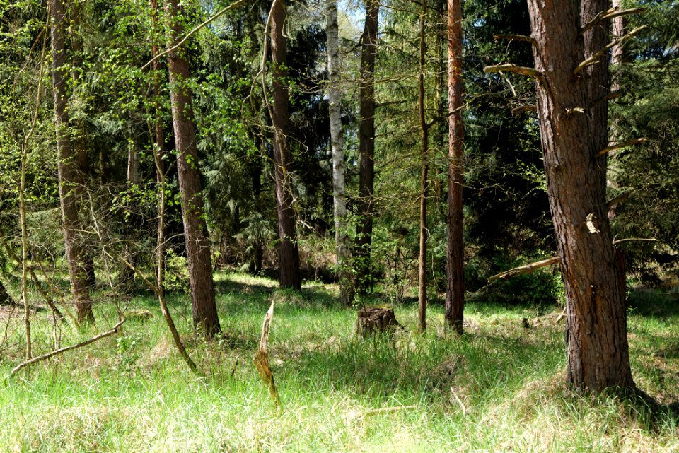 Großer und Kleiner Möggelinsee 2021-05-09 29