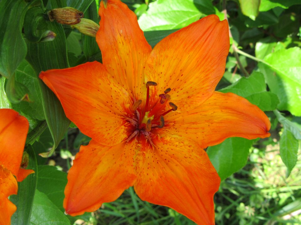 Orange plant flower