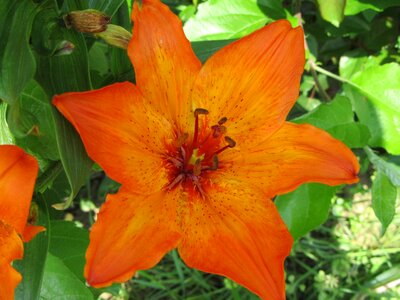 Orange plant flower