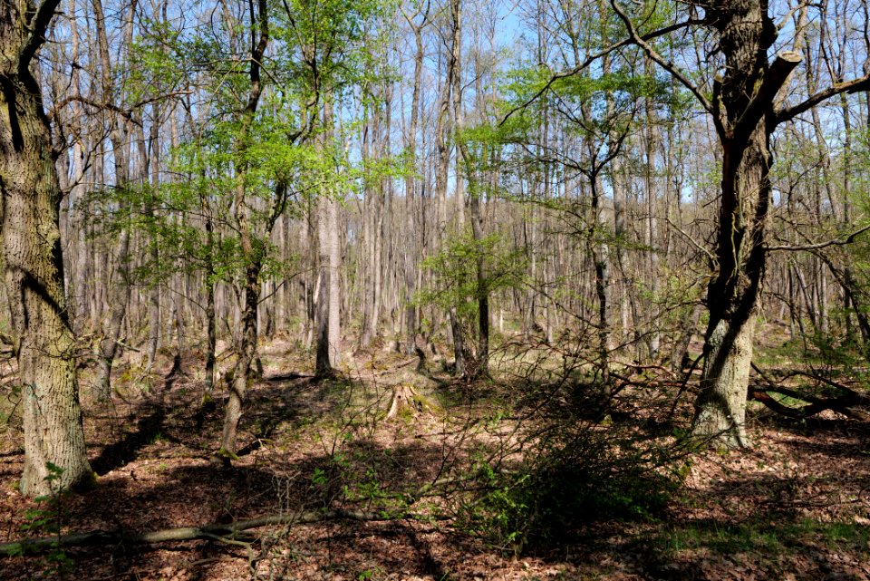 Großer und Kleiner Möggelinsee 2021-05-09 45