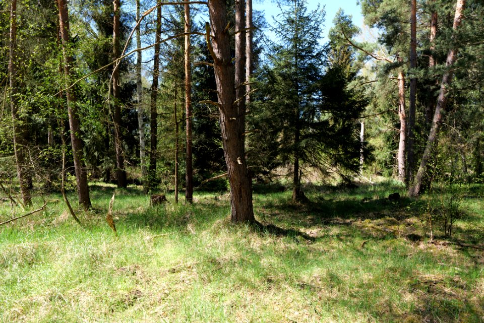 Großer und Kleiner Möggelinsee 2021-05-09 27