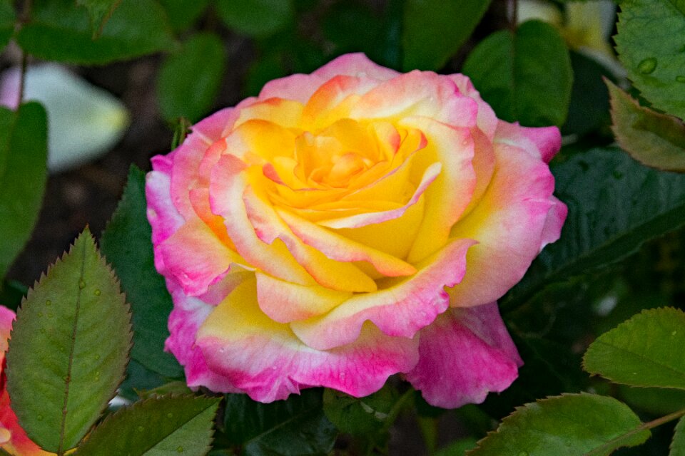 Flowers pink yellow