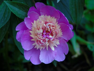 Peony pink flower