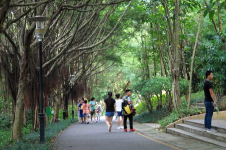 Greenway of Shenzhen International Garden and Flower Expo Park1