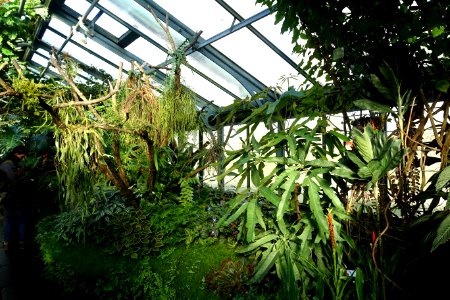 Greenhouse view - Wilhelma Zoo - Stuttgart, Germany - DSC01753