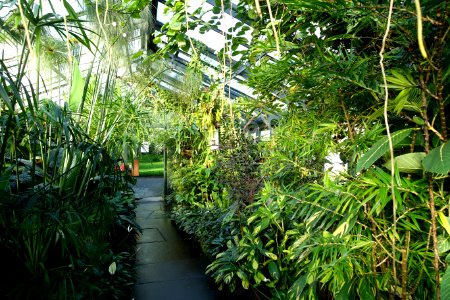 Greenhouse view - Wilhelma Zoo - Stuttgart, Germany - DSC01773