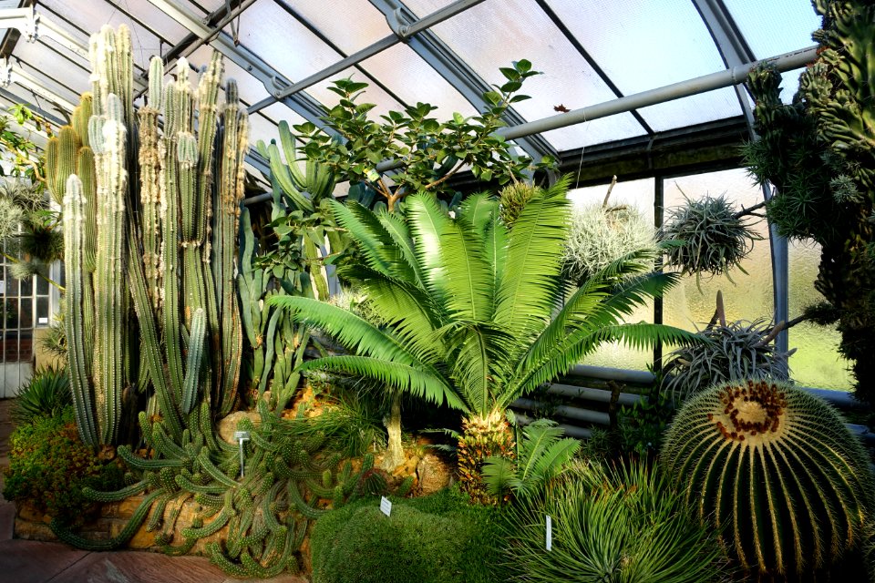 Greenhouse view - Wilhelma Zoo - Stuttgart, Germany - DSC01727