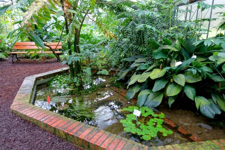 Greenhouse scene - Flora park - Cologne, Germany - DSC00634