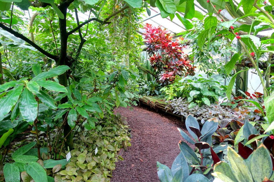 Greenhouse scene - Flora park - Cologne, Germany - DSC00624