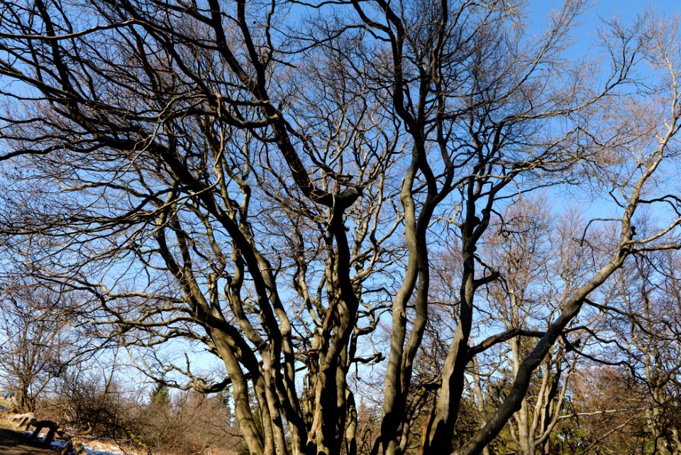 Großer Feldberg 2020-03-23 57