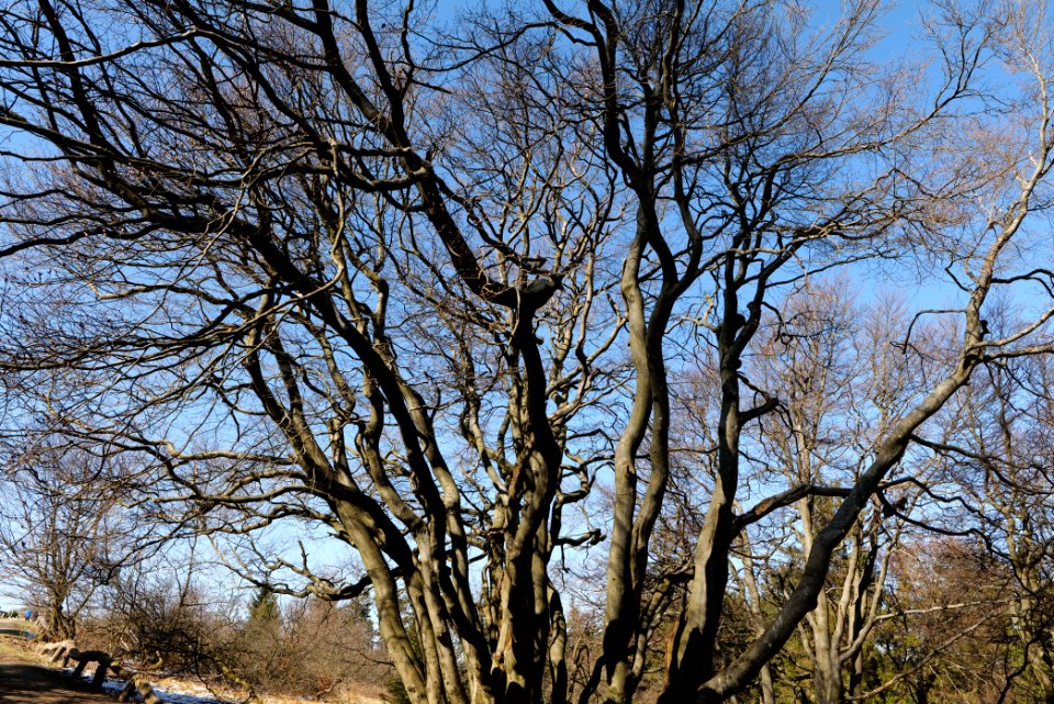 Großer Feldberg 2020-03-23 58