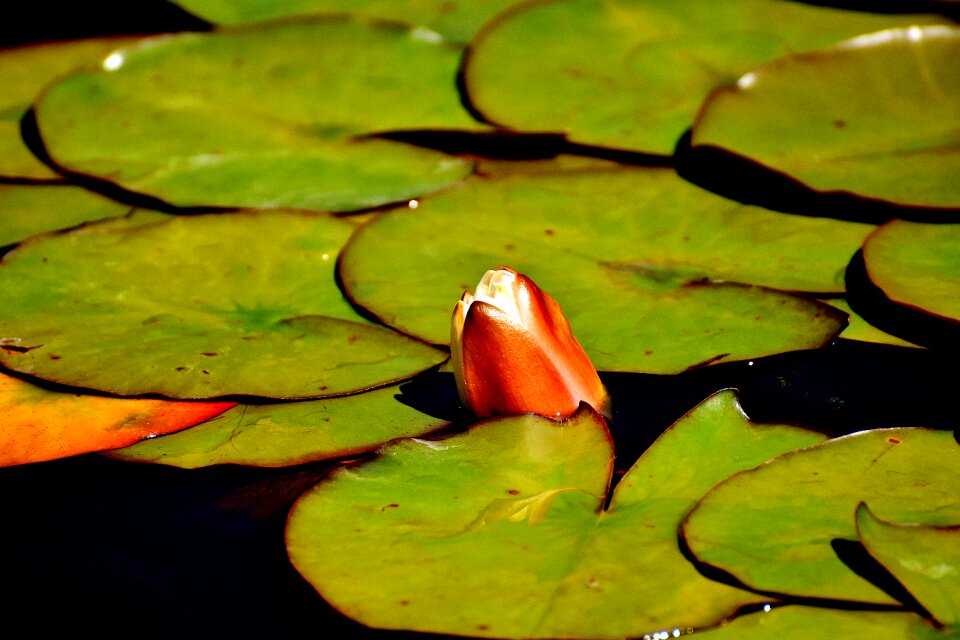 Pond blossom bloom