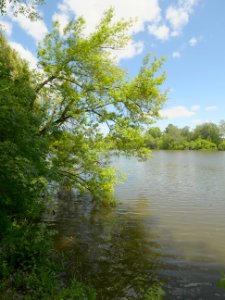 Grosser.Blankenburger.Karpfenteich.P1092839