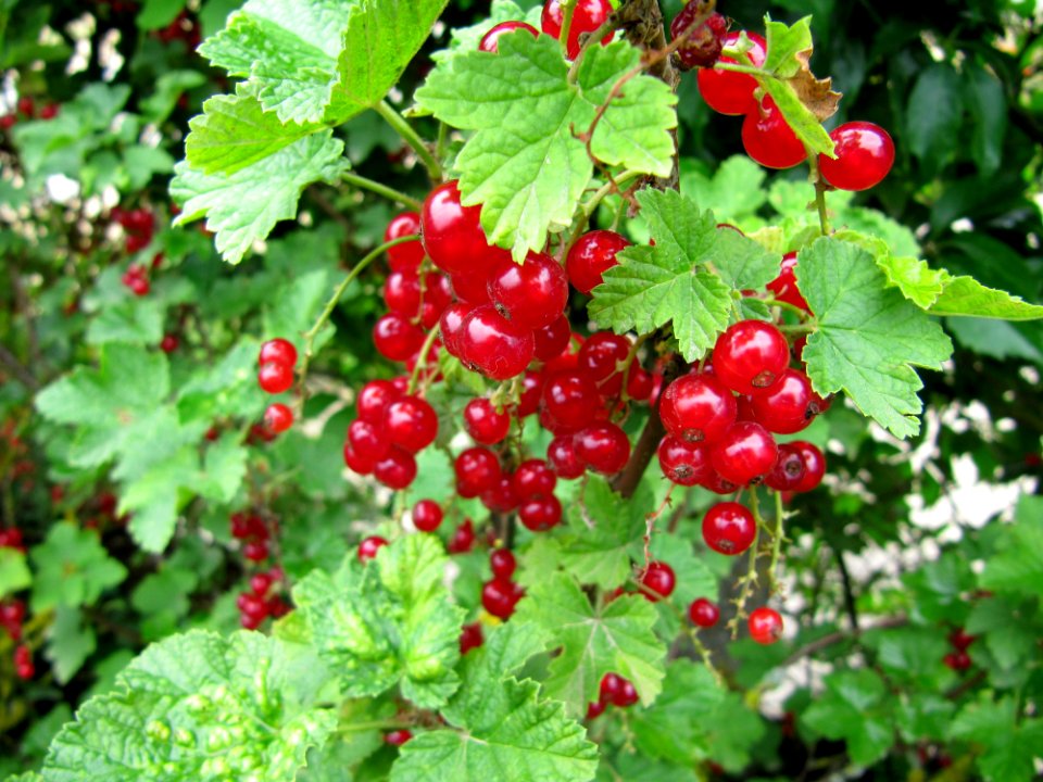 Groseilles rouges