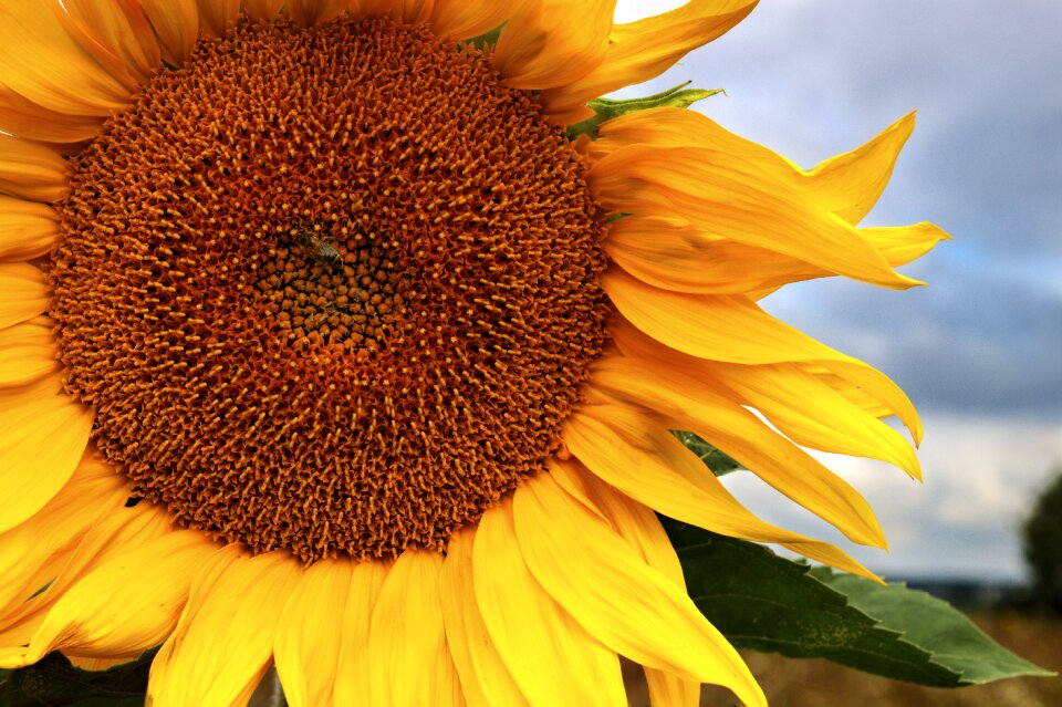 Yellow flower ukraine