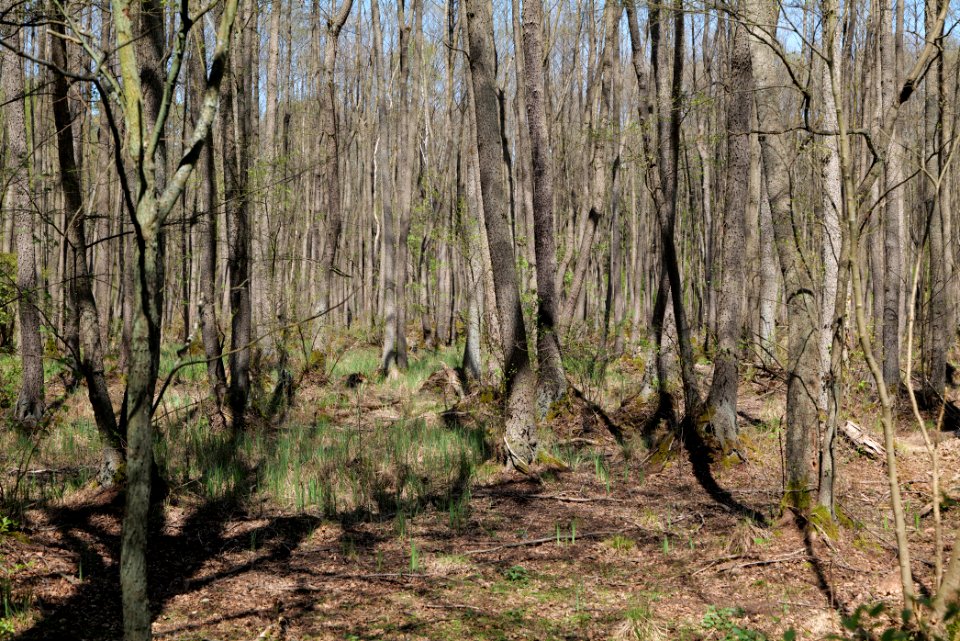 Großer und Kleiner Möggelinsee 2021-05-09 38