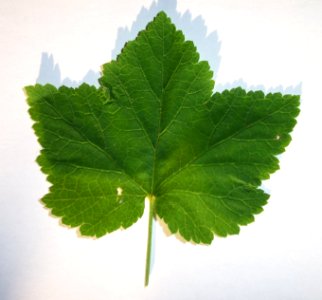Groseiller sauvage (3)a