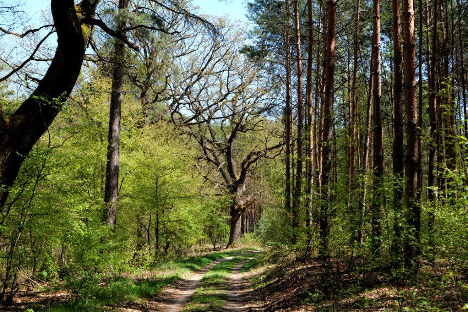 Großer und Kleiner Möggelinsee 2021-05-09 48