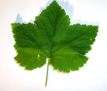 Groseiller sauvage(14)a