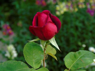 Rose bud red