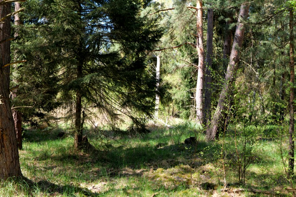 Großer und Kleiner Möggelinsee 2021-05-09 28