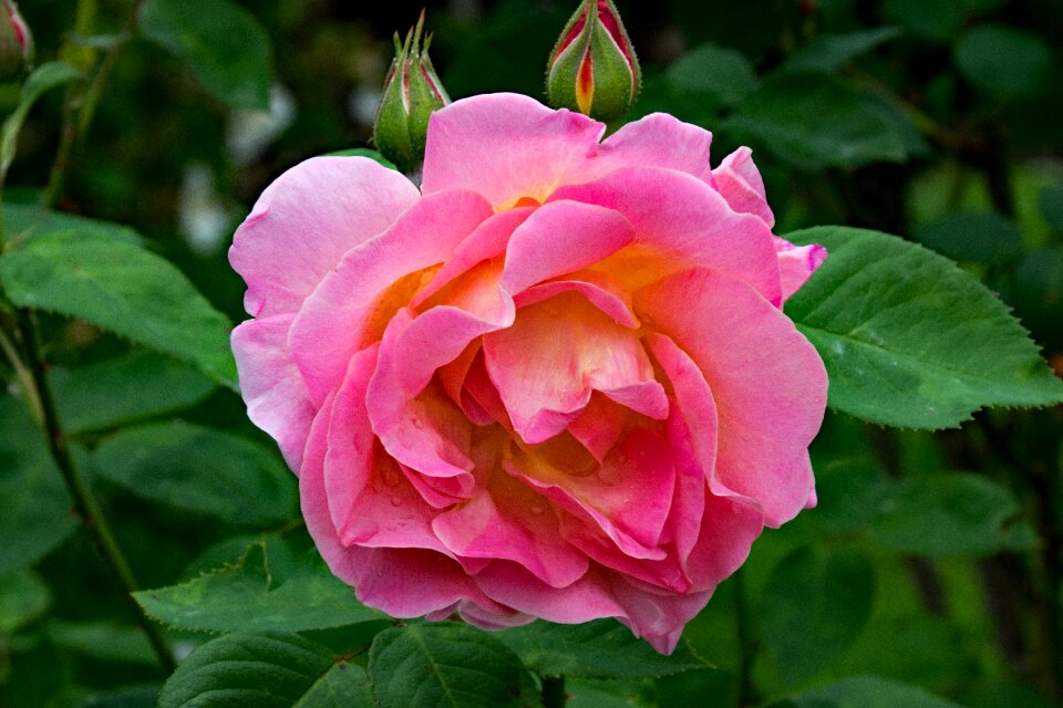 Pink rogusa flowers pink