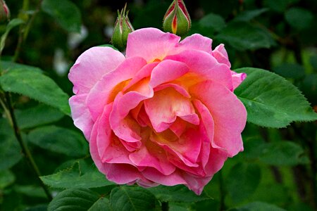 Pink rogusa flowers pink