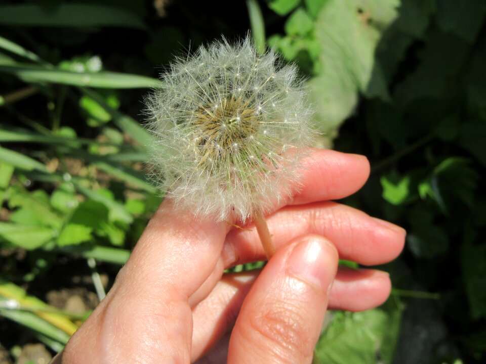 Flower hand fingers