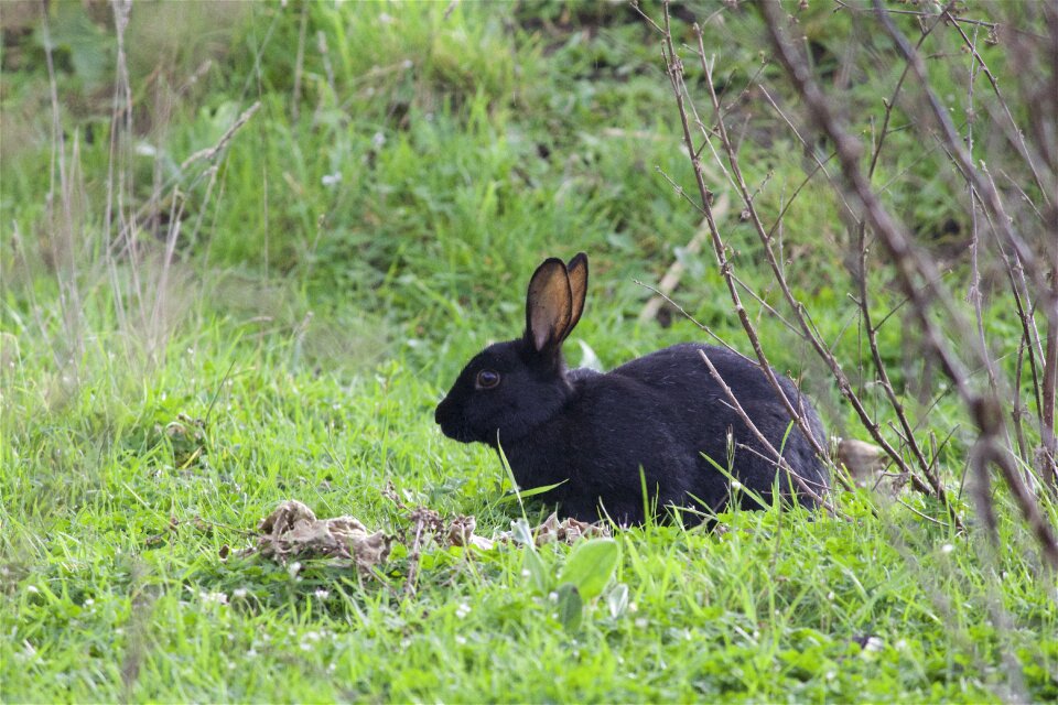 Animal nature hidden