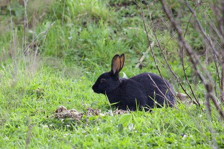 Animal nature hidden