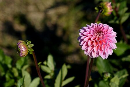 Bloom dahlia garden late summer photo