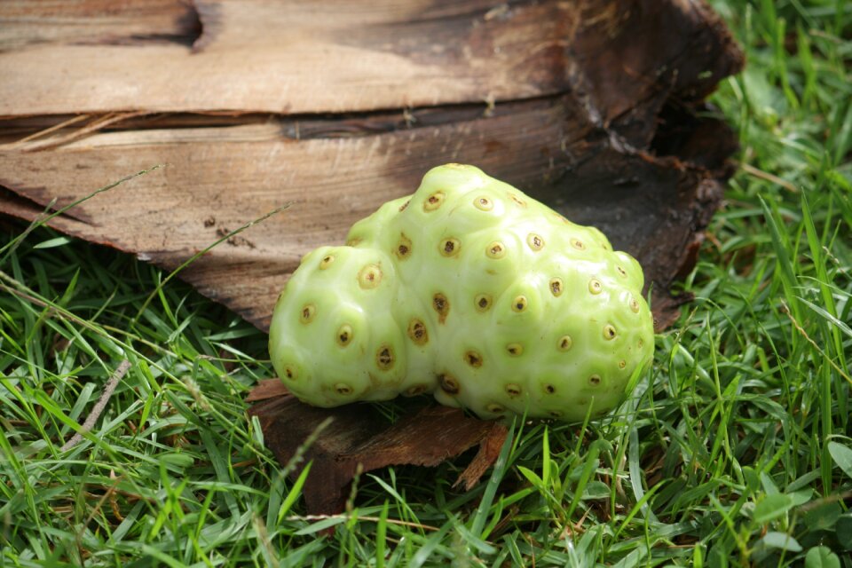 Medicinal plant medicinal products natural remedies