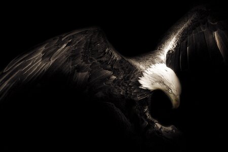 Eagle bird creative