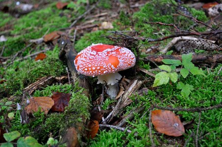 Fly agaric forest red fly agaric mushroom photo