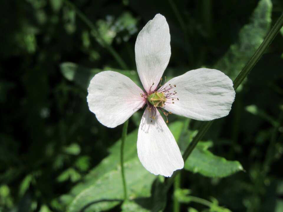 Flower white flower green
