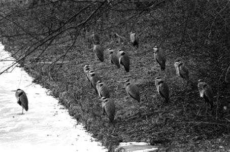 Grote groep reigers bij bevroren sloot in Amsterdamse Bos, Bestanddeelnr 933-5730