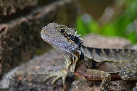 Bearded dragon lizard nature