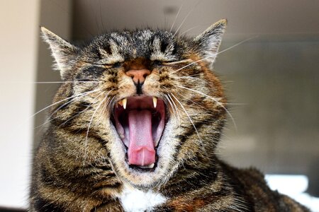 Cats teeth yawn tired photo