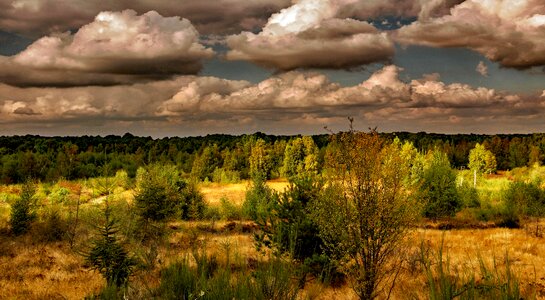 Heather heathland drover heath photo