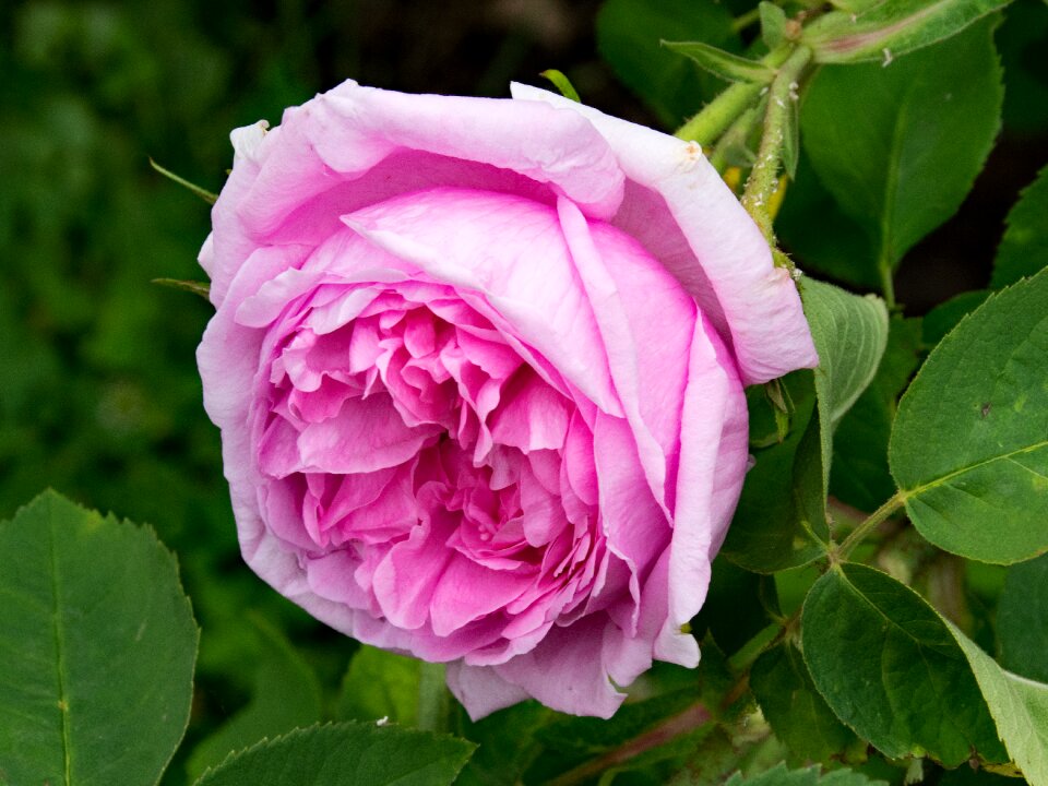 Portland rose flowers pink